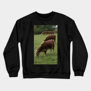 Cows Crewneck Sweatshirt